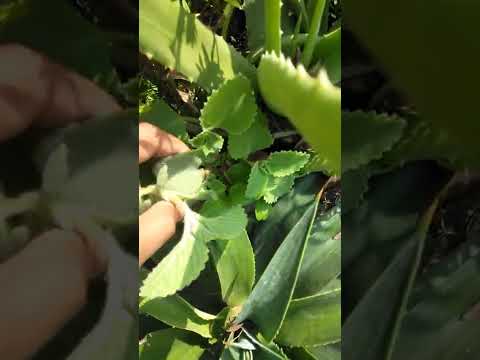 ajwain ka paudha #shortvideo