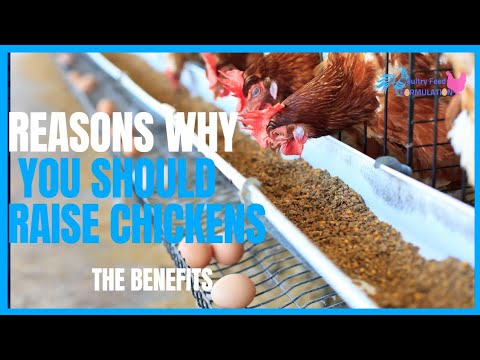 Why Chickens? The Amazing Benefits of Raising Chickens in the Garden (HD QUALITY)