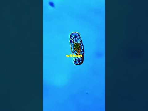 How Animals Survive Without Water for Years |  Amazing Animal Adaptions !