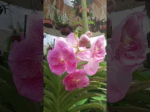 #flowerorchi #orchids