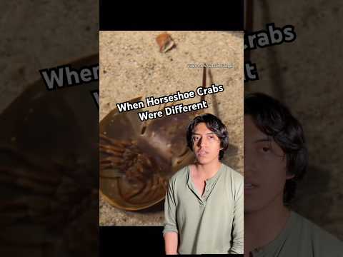 #prehistoric #animals #nature #evolution #crab