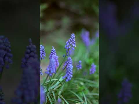 Sariel Orenda & Yan Dobreva [Tiferet] #healingmusic #relaxingmusic #medicinemusic #prayermusic