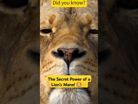 The Secret Power of a Lion's Mane! 🦁✨ #LionFacts #WildlifeSecrets #AnimalKingdom #LionsManeMystery