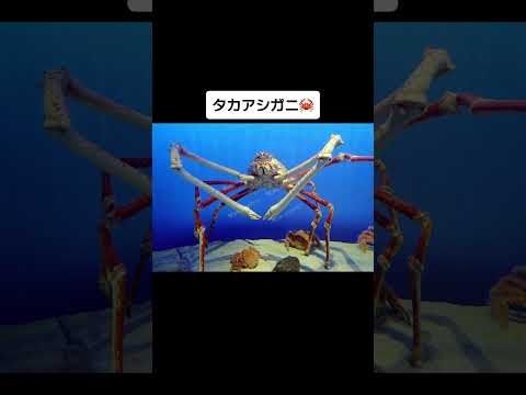 あなたの想像以上に大きいもの Something much bigger than you can imagine. #shorts #wisdom #tiktok