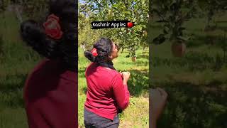 plucking Apples is kind of Sukoon 😍 #kashmirapple #kashmirdairies #kashmirgreatlakestrek