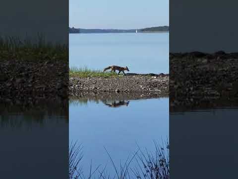 Searching for treasure, but always thinking outside the fox