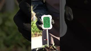 Uneven Cucumber Growth? Check Your Soil First