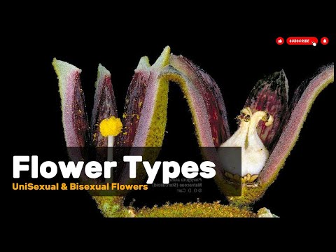 Types of Flowers EXPLAINED, Unisexual & bisexual flowers, Flower types