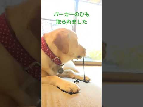 【ラブラドール】しし丸にやられちゃいましたwww