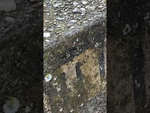 Concrete Caterpillar