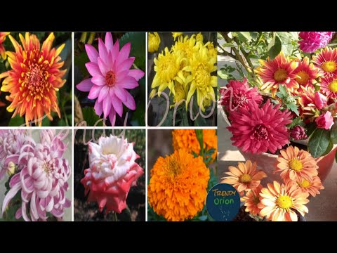 Roof Gardening - ছাদ বাগান/Terrace Gardening/Gardening is My Passion/Gardening Tips - Trendy Orion