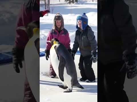 Penguin Bounces on a Snow Trampoline! 🐧❄️🎉 #Shorts