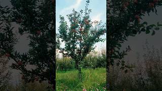apple🍎🍎🍎tree/garden🌳🌳🌳of kashmir#gardening #kashmir
