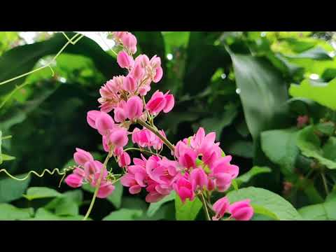 Latest Instant Relaxing Music for Stress Relief | MUSIC FOR MEDITATION, Deep Sleeping |