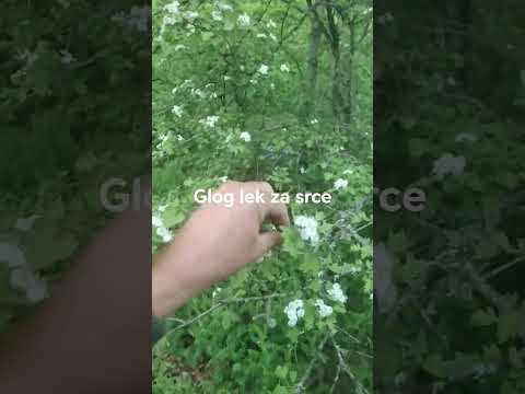glog lek za srce
