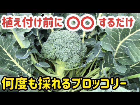 【 初心者必見 】 土作りから収穫まで紹介🥦 ブロッコリーの育て方【 家庭菜園 栽培 ブロッコリー 】