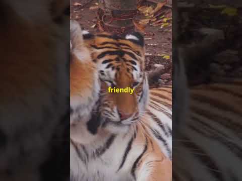 5 Tiger facts you didn't know ! #tiger #facts #shortvideo