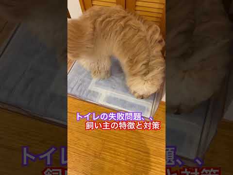 ※説明欄見てね！『トイレの失敗をする、、飼い主様の特徴と対策』#犬のしつけ #ドッグトレーニング #dog