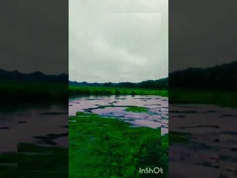 village view #assam #viralshort #villagelife#facebook #instagram #youtubeshorts
