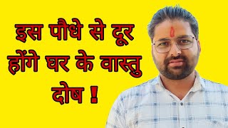 मनोकामना पूर्ति और धन-संपत्ति के लिए अशोक के पेड़ के सबसे अनसुने और असरदार उपाय|Ashoka tree benifits