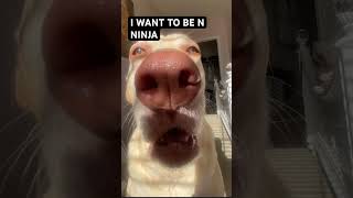 Thought it would be fun to post 😂 #sillydoggo#funny