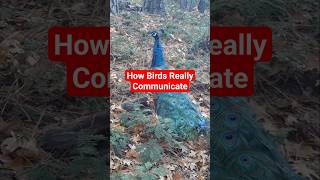 What birds really say to each other #birdtrend #talkingbirds #viralbirds #inthewoods #ytshorts #bird