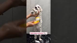 Flipkart finds pet bath brush 🌸 #shortsviral #bathbrush #flipkarthaul #petgrooming