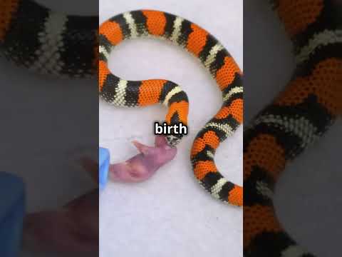 5 unknown facts about Snakes that will blow your mind!