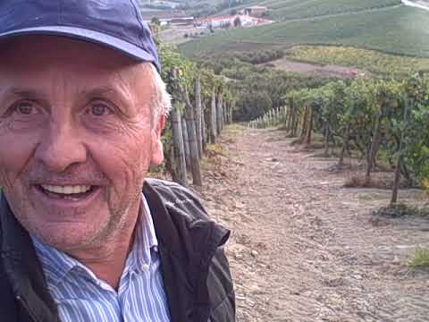 DBGitalia meets F.lli Alessandria harvesting their Monvigliero vyd, Oct 2016