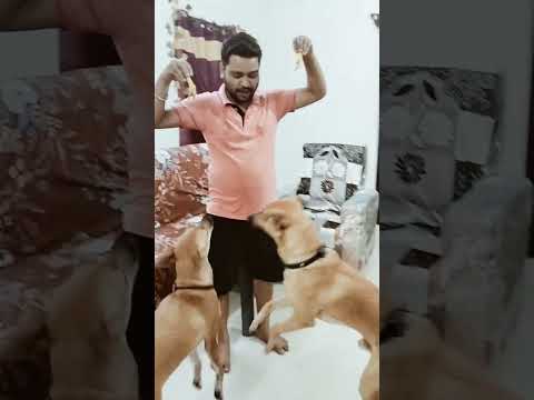 Dog lovers 😍# chinu& Roxy #hindisong #music #love