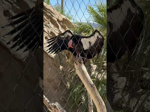 California Condor(Vulture) in San Diego Safari Park