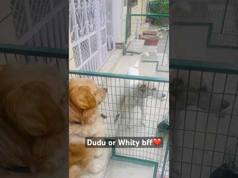 Dudu ka best friend😍 #funny #goldenretreivers #comedyvideos #goldenretreiver #love #funnyshorts