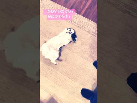 #チワワ ##チワワ大好き #チワワと暮らす #小型犬 #犬 #いぬのいる生活#かわいいだけじゃだめですか #かわいい #かわいい犬