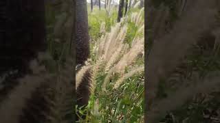 #joy #nature #relaxing