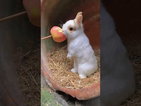 Apple Delight: Baby Bunny Enjoys a Crunchy Snack! #rabbit #little #cute #apple #shorts #video