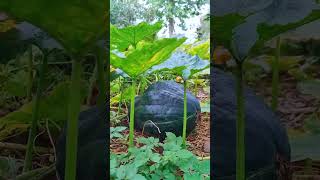 Vegetables grow buddy #funny #fruitstore #fruitcutting #fruitprocessing