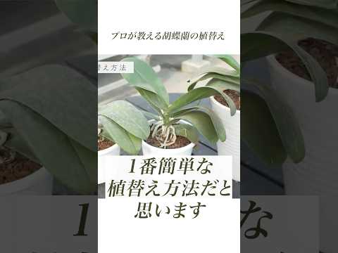 [Phalaenopsis] A professional teaches you! How to repot Phalaenopsis