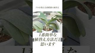 [Phalaenopsis] A professional teaches you! How to repot Phalaenopsis