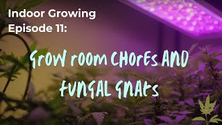 Indoor Growing for Beginners - Grow Room Chores and Fungal Gnats!