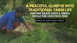 Cutting Grass with a Simple Sickle for Livestock Feed–A Peaceful Glimpse into Traditional Farm Life