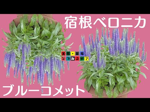 Re-edited [Perennial Veronica Blue Comet] It is a dwarf flower, so it is easy to grow and has a w...