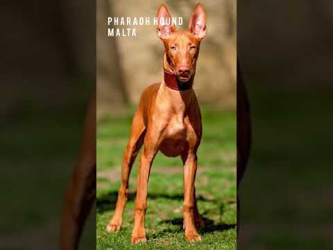 5 hounds around the world | Hunter hounds | kanni dog the best hound