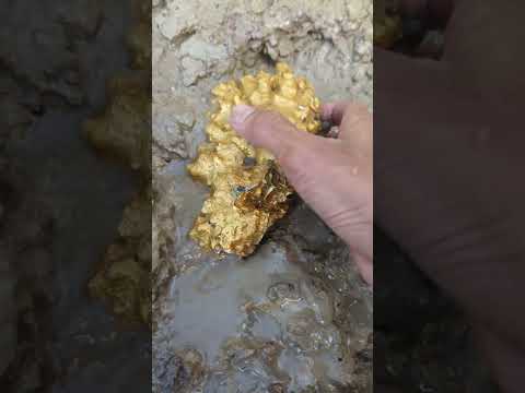 super big gold dig #goldhunter #searchingforgold