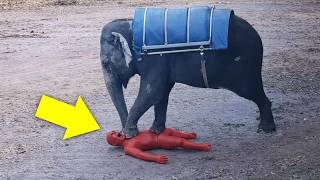 Elephant Attack Caught On Camera