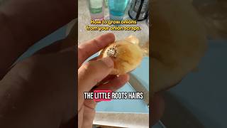 Regrow Onions from Scraps 🧅 #gardenhacks