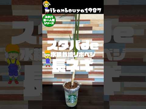 スタバカップで長ネギのリボベジ水耕栽培をやってました！ #家庭菜園 #水耕栽培