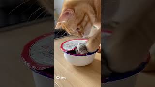 Ramen Bowl Rescue!–Big Cat Saves Tiny Kitten!ep03