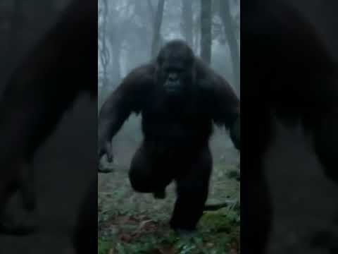 Bigfoot spotted!? #funny #bigfoot #viral