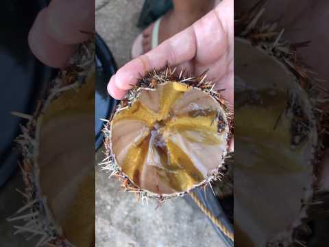 Sea Urchin 😋#islandvibes