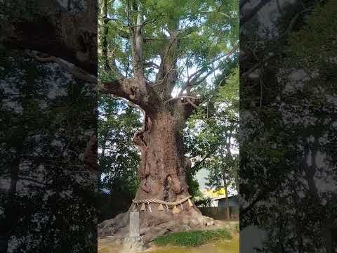 川津来宮神社の大楠